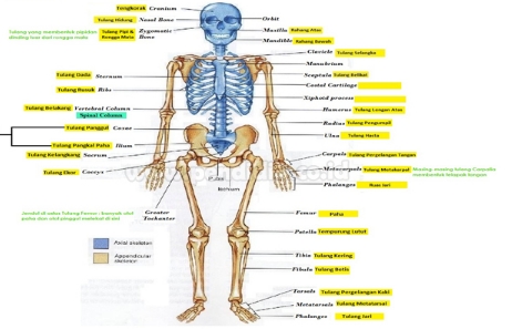Berikut Struktur Tulang Manusia Yang Perlu Diketahui